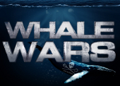 Whale Wars